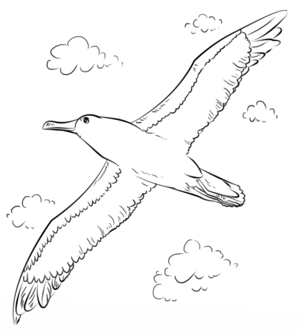 Buller'S Albatross In Flight Coloring Page